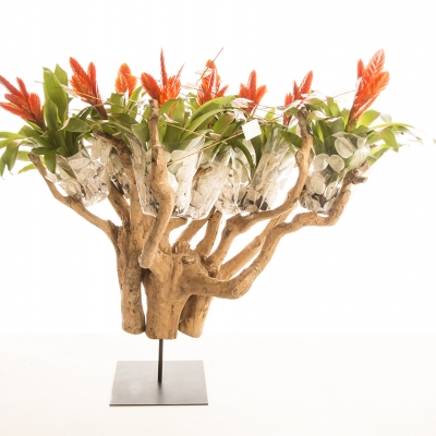 Vriesea Oberon