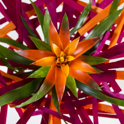 Bromeliad sunshine