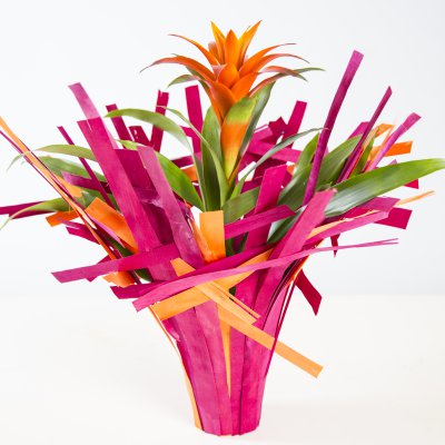 Bright Bromeliad