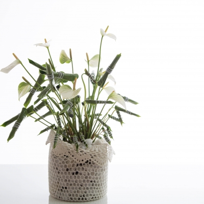 an Anthurium styled differently