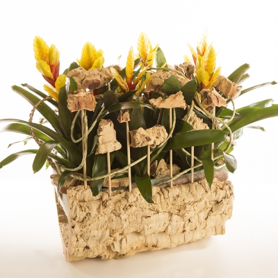 Vriesea Evita