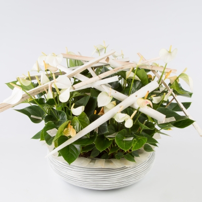 A Bowl of Adios White