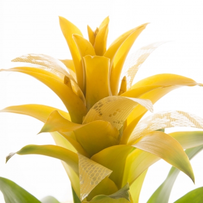 Guzmania with nice details - close up