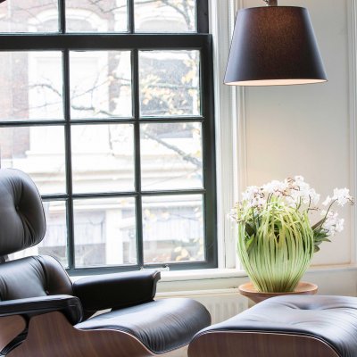 Phalaenopsis in fineer