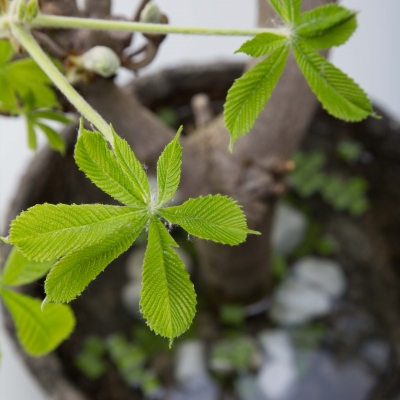 Pure schoonheid: Kastanje tak - close up