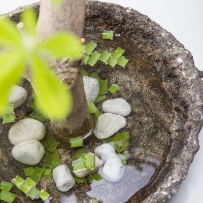 Pure schoonheid: Kastanje tak - close up