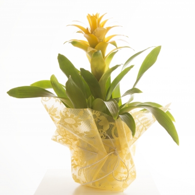 Guzmania with nice little details