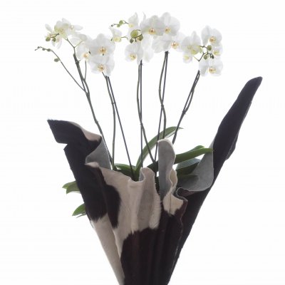 Eye-catcher: prachtige witte orchidee in zwart-wit jasje