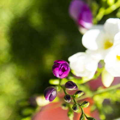 Prachtige Freesia 