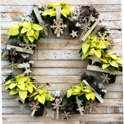 Christmas garland with Euphorbia
