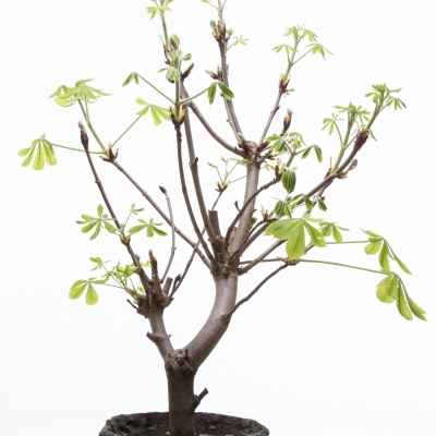 Pure schoonheid: Kastanje tak