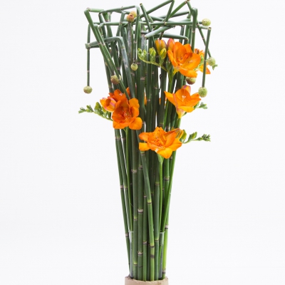 Freesia design met Equisetum