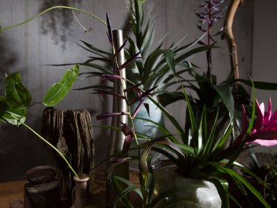 Show off these deep purple colours