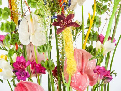 Bright and colorful Anthurium design