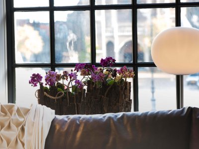 Kleurrijke Phalaenopsis