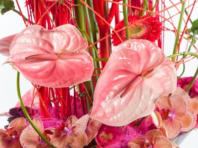 Bright and colorful Anthurium design