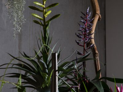 Create an urban jungle with Tillandsia
