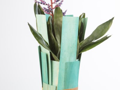 Bromeliad in fresh spring design