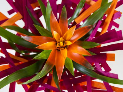 Bromeliad sunshine
