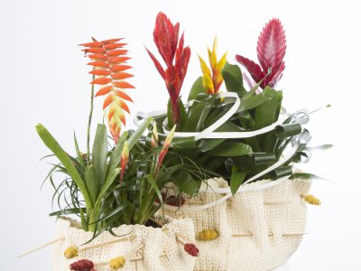 Mix and match bromeliad design