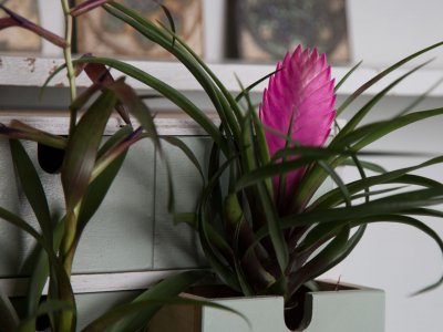 Tillandsia for your urban jungle