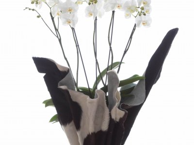 Eye-catcher: prachtige witte orchidee in zwart-wit jasje