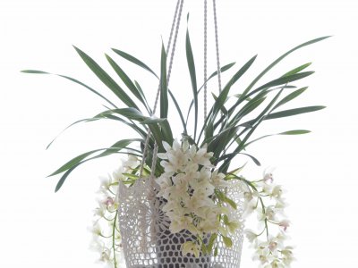Cymbidium orchid in hanging planter