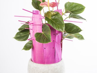 Anthuriums van Pim van den Akker