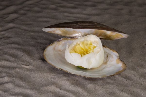 Nature's luxury: pioenroos 'Duches'