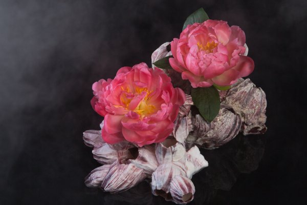 Nature's luxury: pioenroos 'Pink Hawaii'