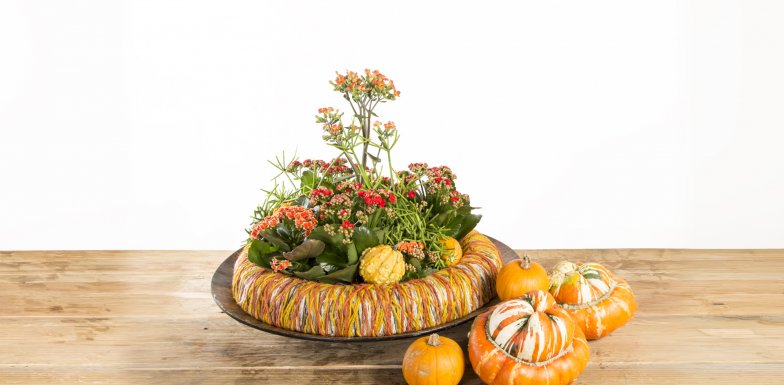 Kalanchoë Pumpkin ring