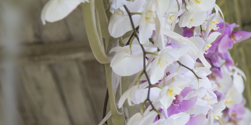 Ichtus Flowers orchideeën in prachtig prieel bij Op Hodenpijl