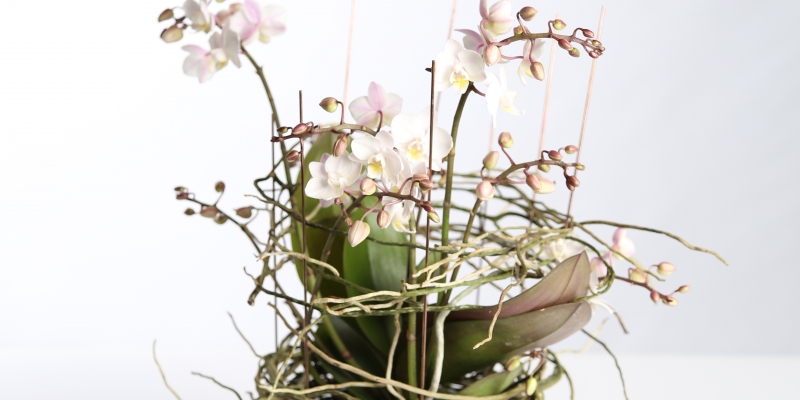 Phalaenopsis design with aerial roots