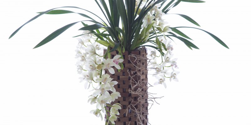 Prachtige Cymbidium in houten plantenpot