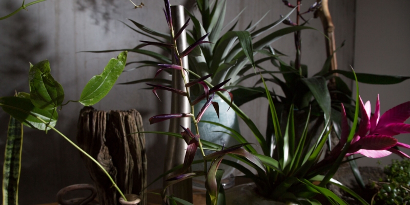 Show deze bijzondere Tillandsia's