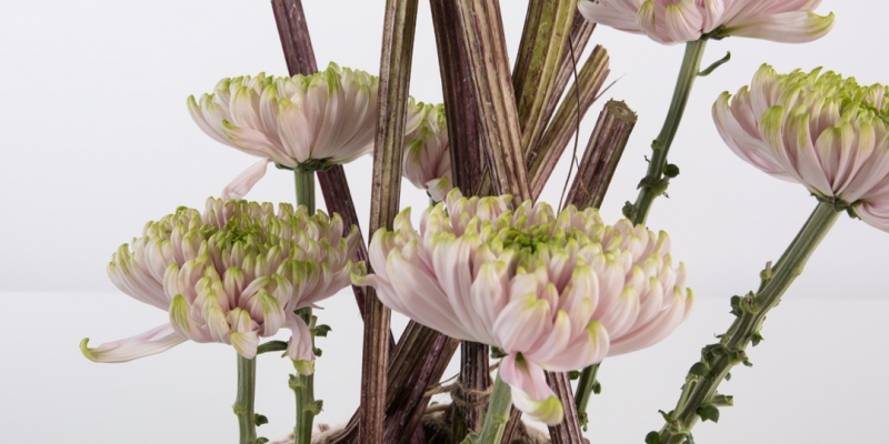 Chrysanten en groot hoefblad