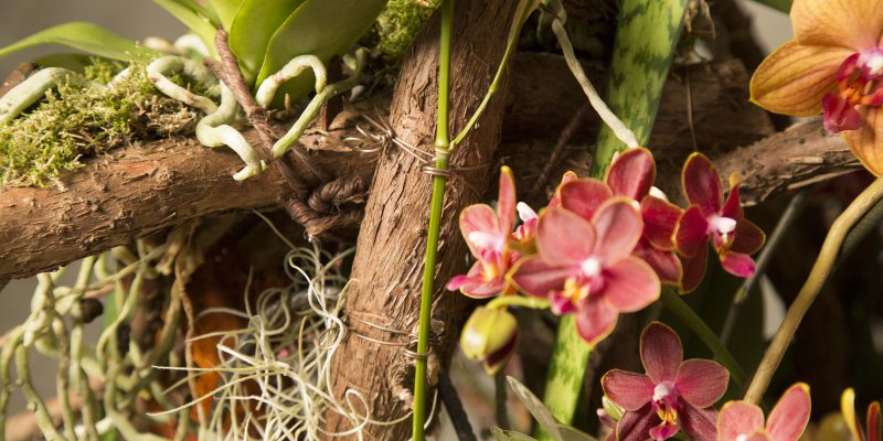 close up Secret Orchid Garden design by Klaus Wagener