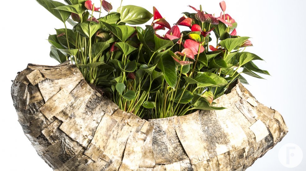 object met Anthurium totaal