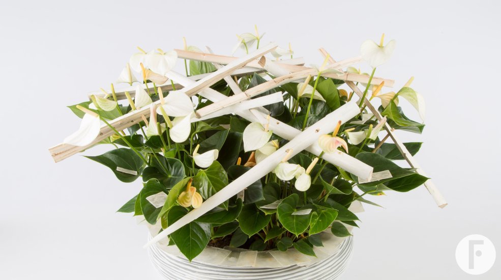 plant arrangement total Adios Fuerte Planta Flower Factor