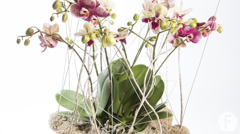 moss covered base with Phalaenopsis