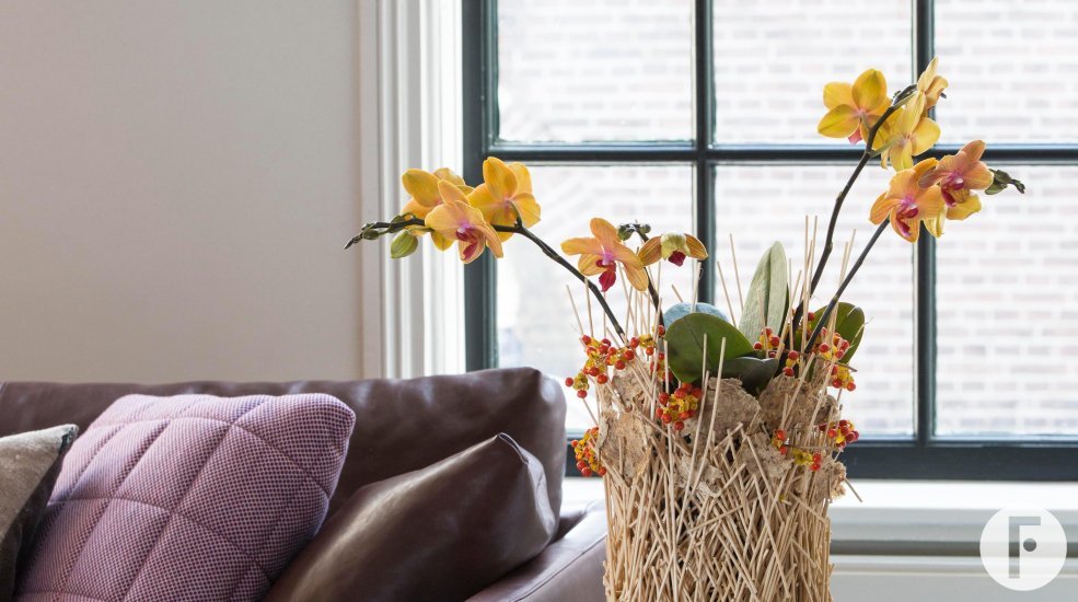 phalaenopsis MyMonroe