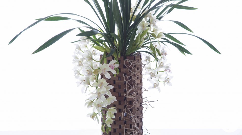 Cymbidium in houten pot