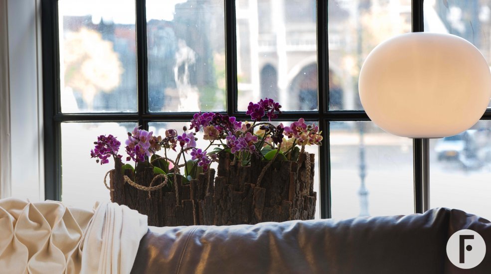 phalaenopsis Boquetto Charme and Bellissimo