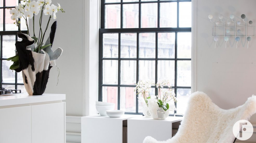 phalaenopsis Theatro en Wild Orchid