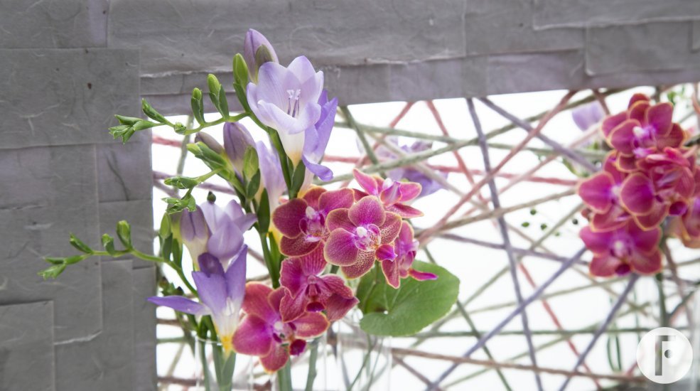 raamwerk phalaenopsis freesia close Bea sRGB