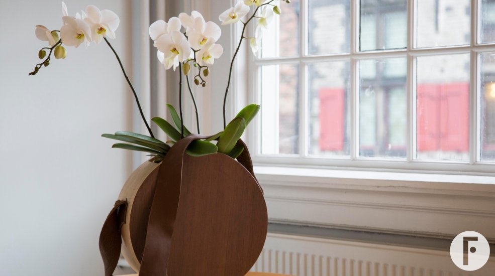 phalaenopsis midi white in the bedroom