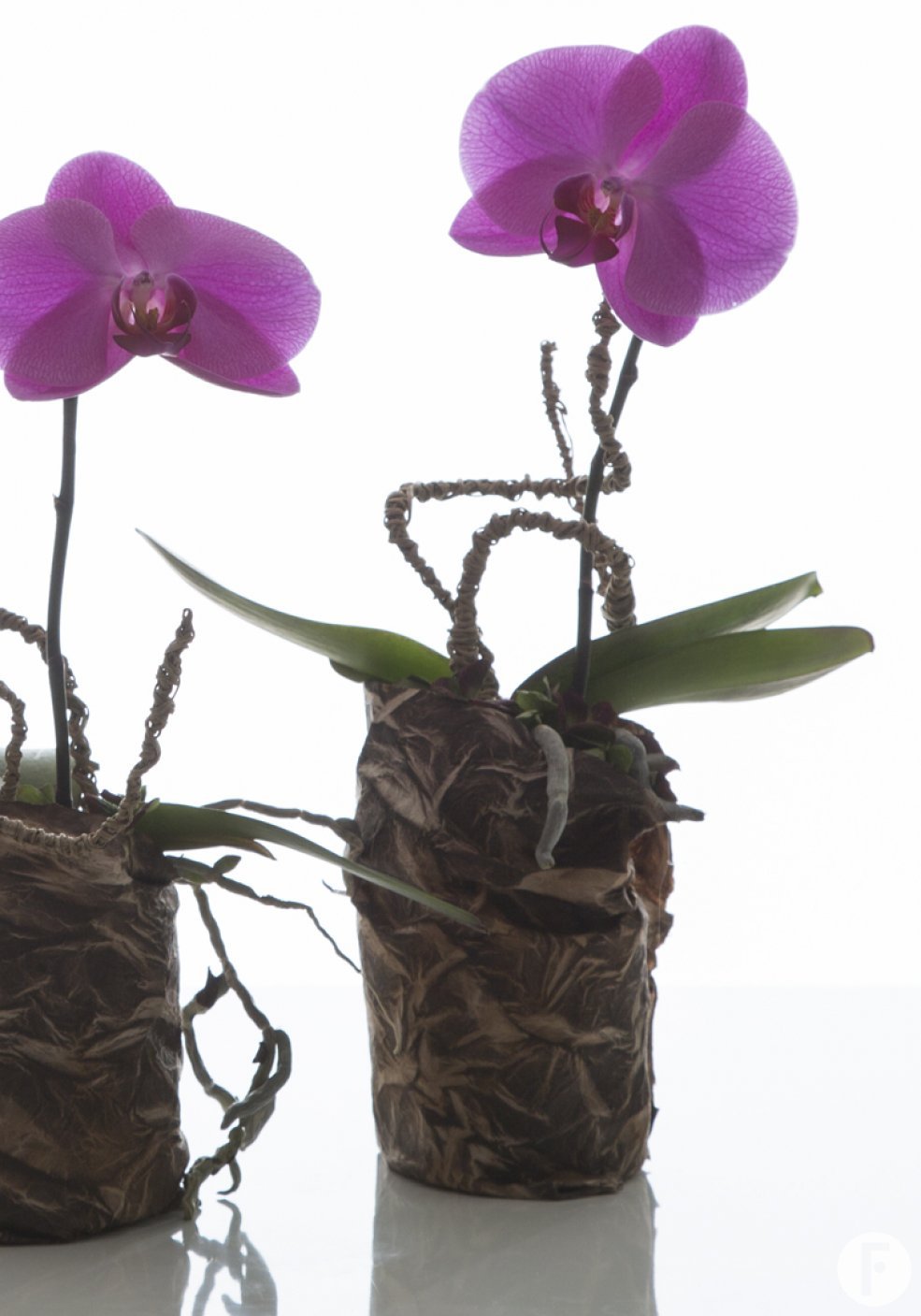 Singalo pink design Flower Factor