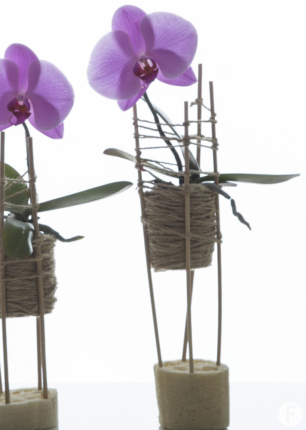 duo of Singalos Flower Factor