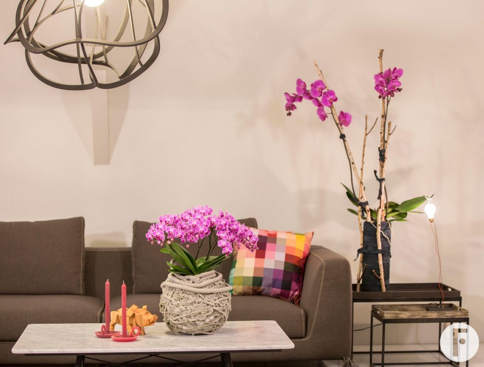phalaenopsis bellissimo en grandi in livingroom