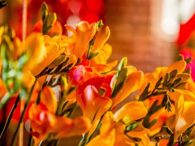 Flower Factor presents #FreestyleFreesia installation at IPM 2019